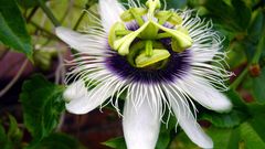 Nature Flowers passion flowers