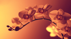 Nature Flowers pink filter