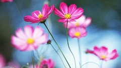 Nature Flowers pink flowers