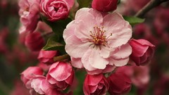 Nature Flowers pink spring