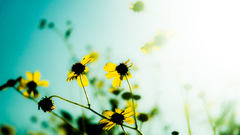 Nature Flowers Plants