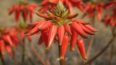 Nature Flowers Plants aloe