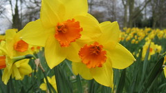 Nature Flowers Plants daffodil