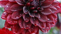 Nature Flowers Plants dahlias