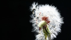 Nature Flowers Plants dandelions