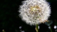 Nature Flowers Plants dandelions