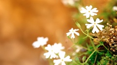 Nature Flowers Plants depth