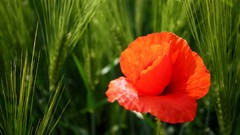 Nature Flowers Plants depth