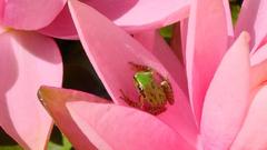 Nature Flowers Plants Frogs