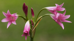 Nature Flowers Plants Lilies