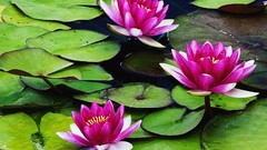 Nature Flowers Plants lily