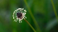 Nature Flowers Plants macro