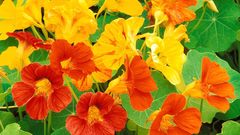 Nature Flowers Plants nasturtium
