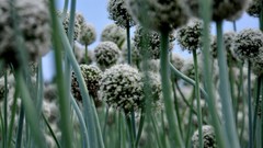 Nature Flowers Plants national