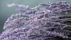 Nature Flowers Plants Planet