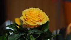 Nature Flowers Plants roses