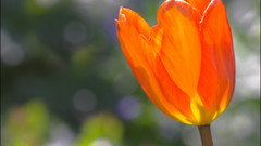 Nature Flowers Plants tulips