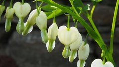 Nature Flowers Plants white
