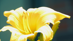Nature Flowers Plants yellow