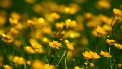 Nature Flowers Plants yellow