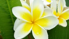 Nature Flowers plumeria