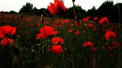 Nature Flowers Poppies