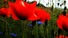 Nature Flowers Poppies