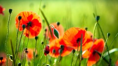Nature Flowers Poppies