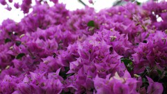 Nature Flowers purple flowers