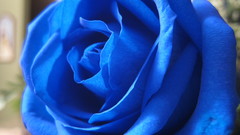 Nature Flowers roses blue