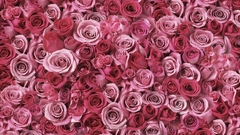 Nature Flowers roses pink