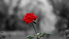 Nature Flowers selective coloring