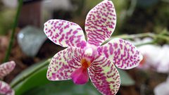 Nature Flowers Spotted Orchids