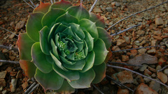 Nature Flowers stones Plants