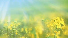 Nature Flowers summer dreamy