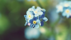 Nature Flowers summer Forget-me-nots