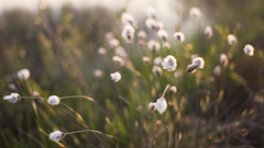 Nature Flowers sway Plants