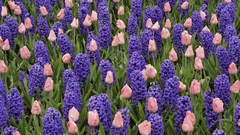 Nature Flowers tulips hyacinths
