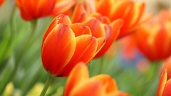 Nature Flowers tulips orange