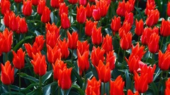 Nature Flowers tulips red