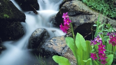 Nature Flowers waterfalls waterscapes
