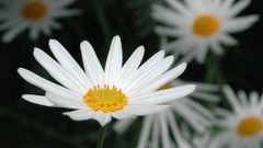 Nature Flowers white flowers