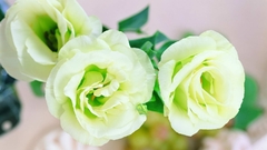 Nature Flowers white roses