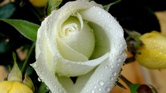 Nature Flowers white roses