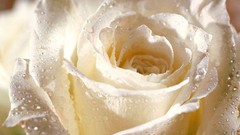 Nature Flowers white roses