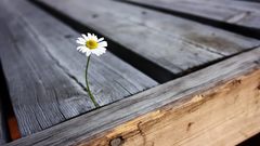 Nature Flowers Wood Daisy