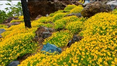 Nature Flowers Yellow Blossoms