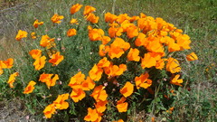 Nature Flowers yellow fields