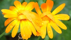 Nature Flowers yellow flowers