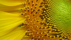 Nature Flowers yellow macro
